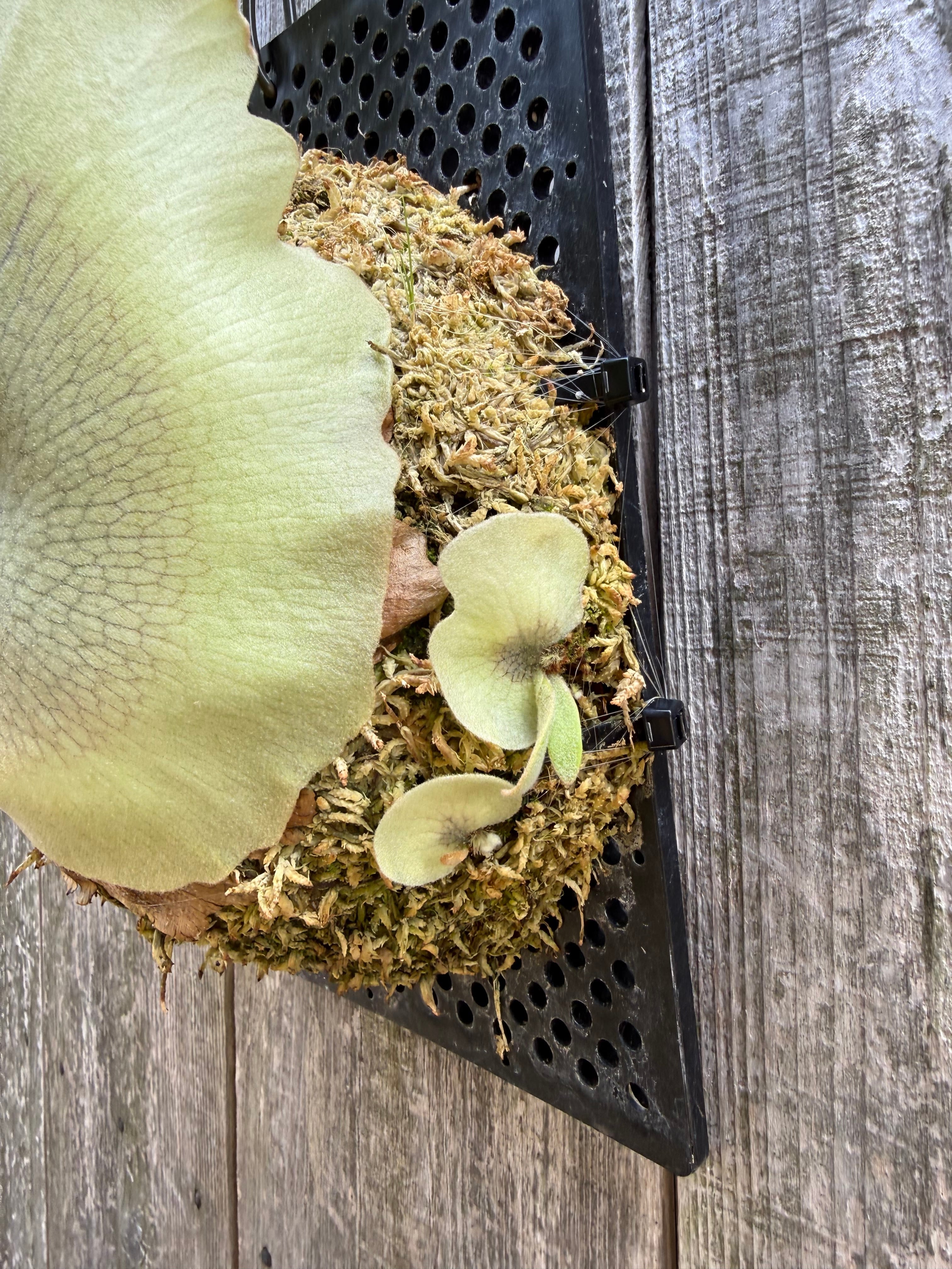 P. willinckii cv. Ryusei (pup) | naturefix