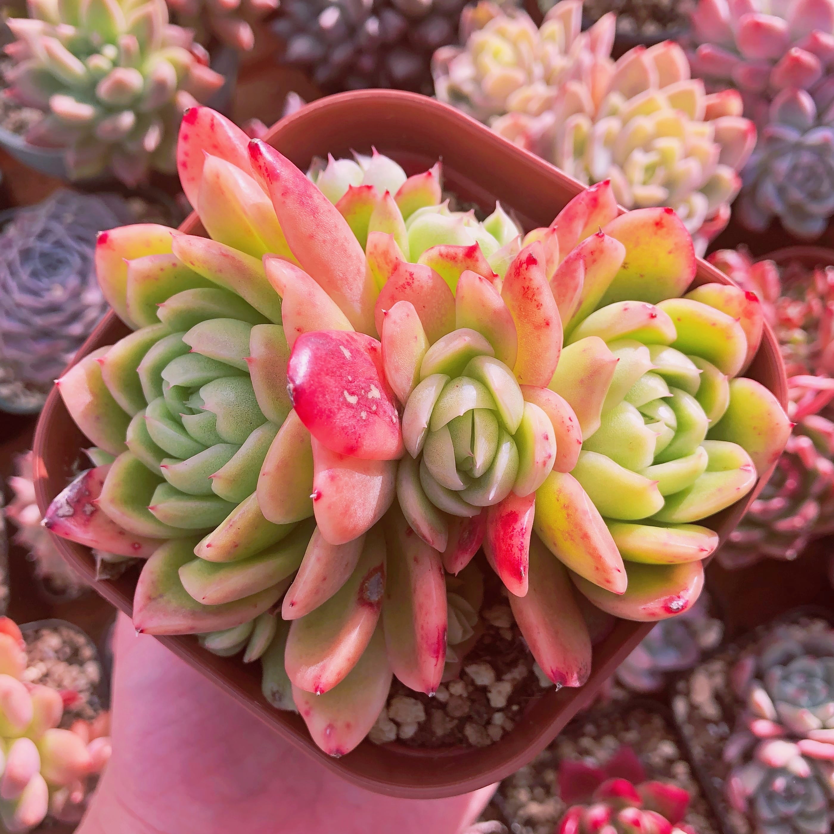 多肉植物 ラズアガ 大群生 抜き苗 | るる農園~多肉植物専門