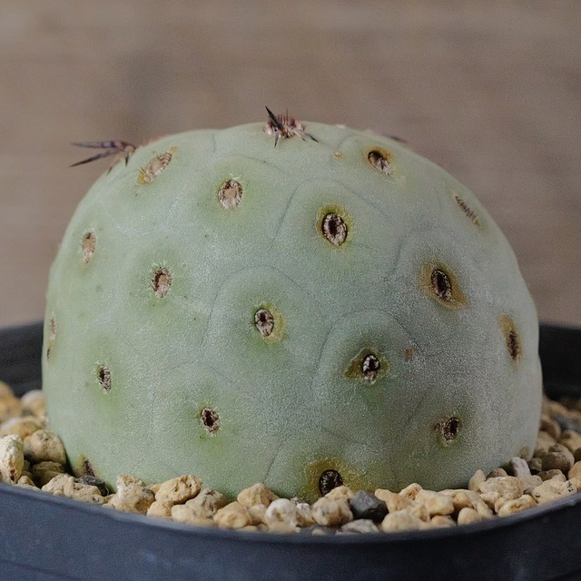 大球最大幅 約5cm  1球 シングル テフロカクタス ゲオメトリクス