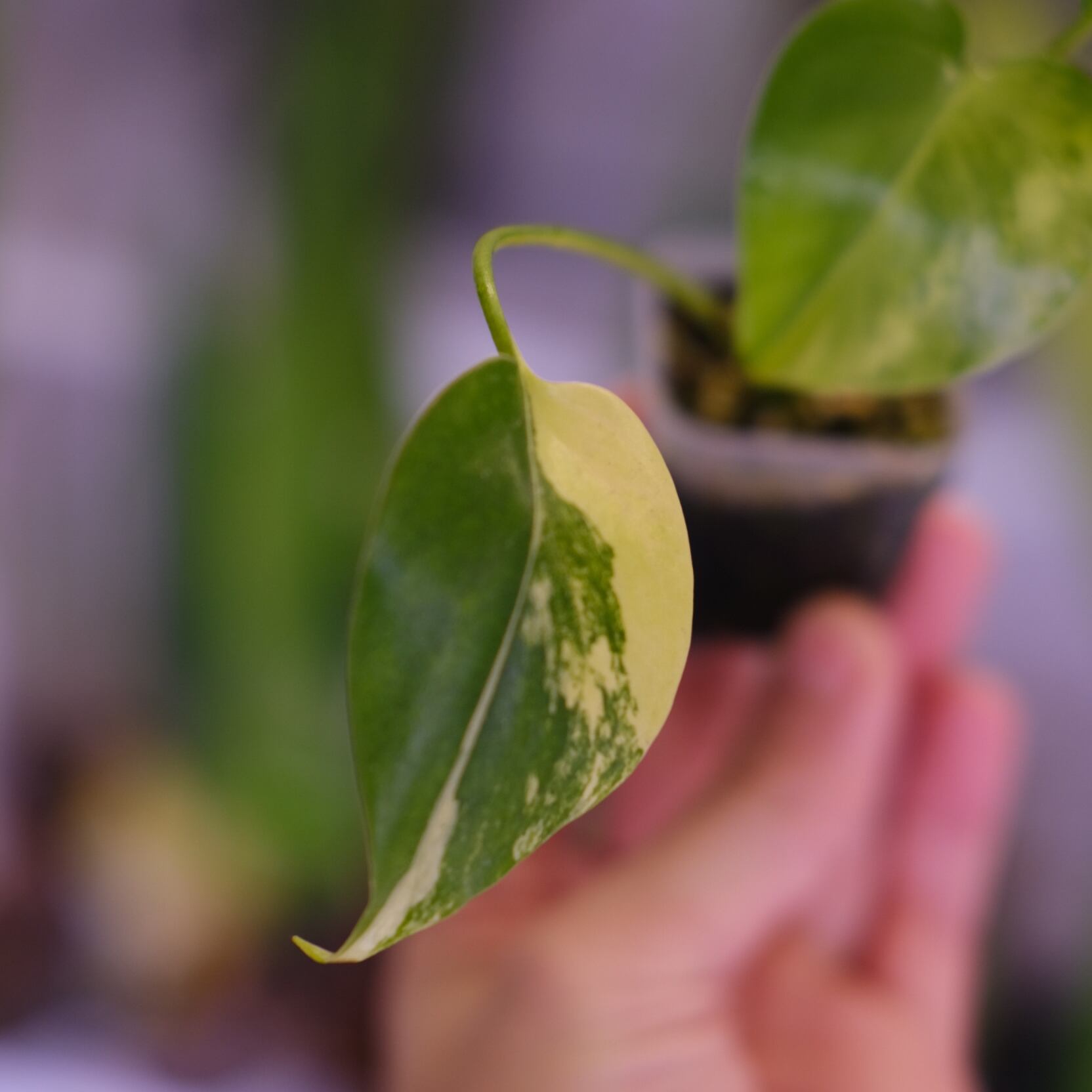 Monstera 'Yellow Marilyn'②｜モンステラ イエロー マリリン｜観葉