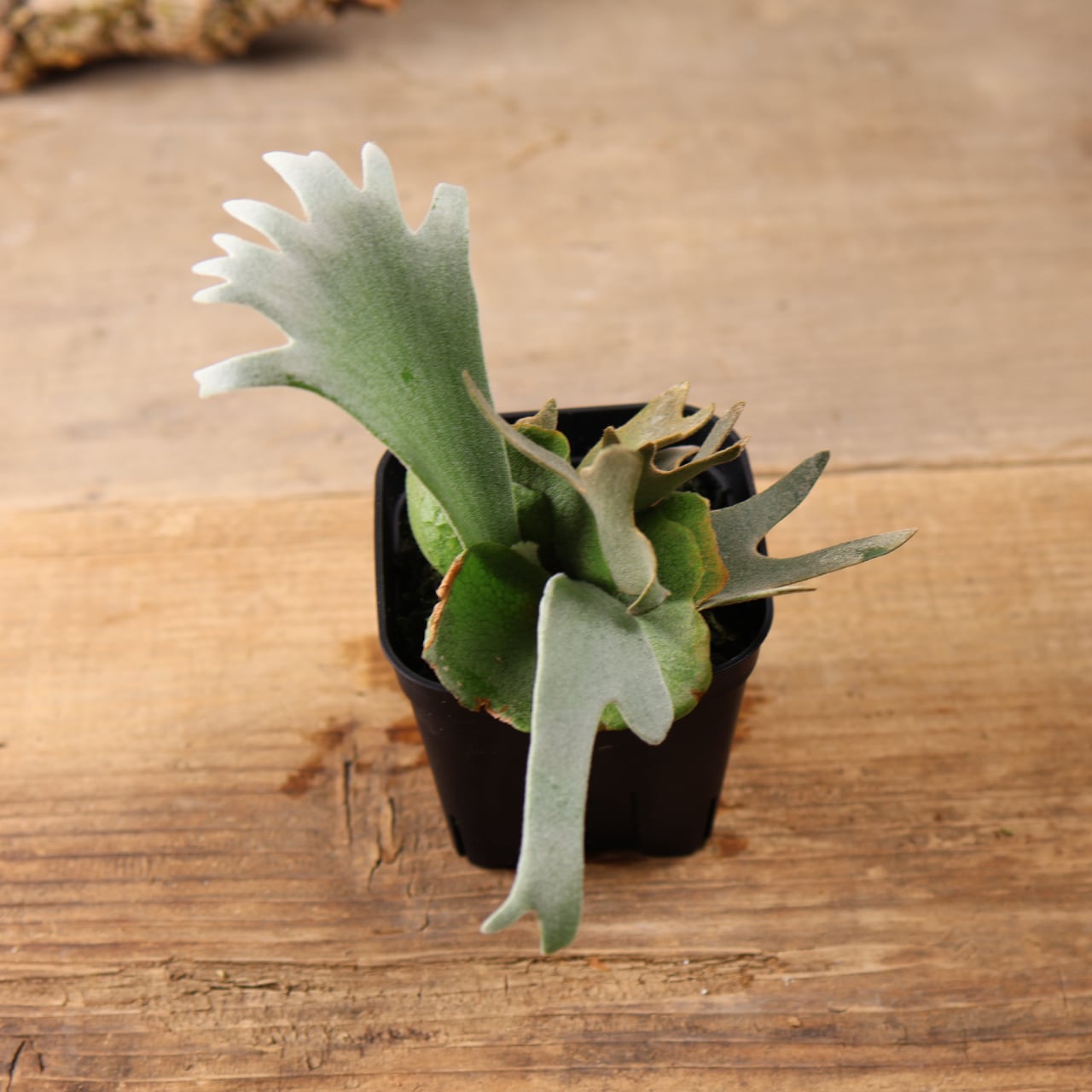 603『ビカクシダ ナノ Nano』 観葉植物【送料無料】 | MARX PLANTS