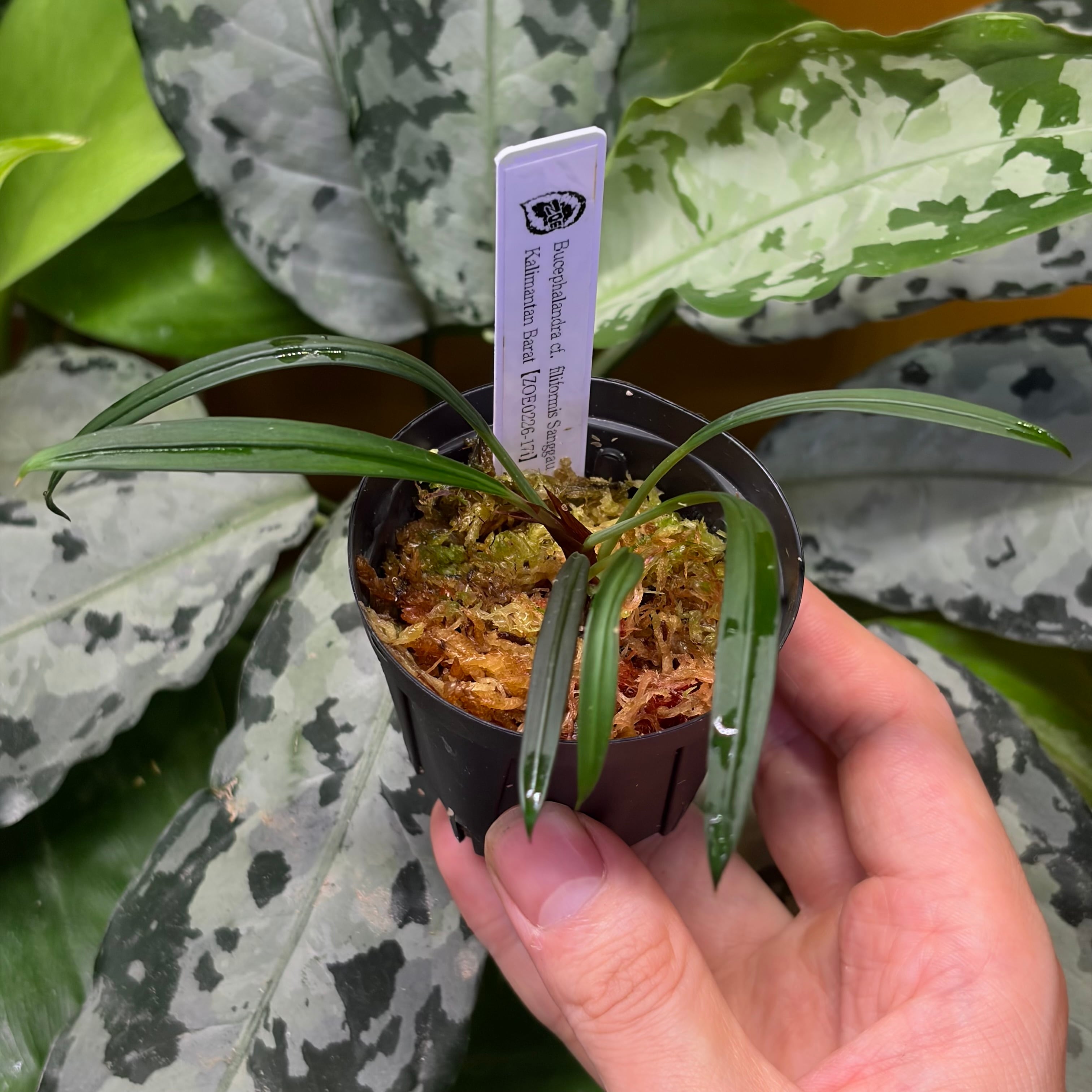 Bucephalandra cf. filiformis Sanggau Kalimantan Barat【ZOE0226-17i