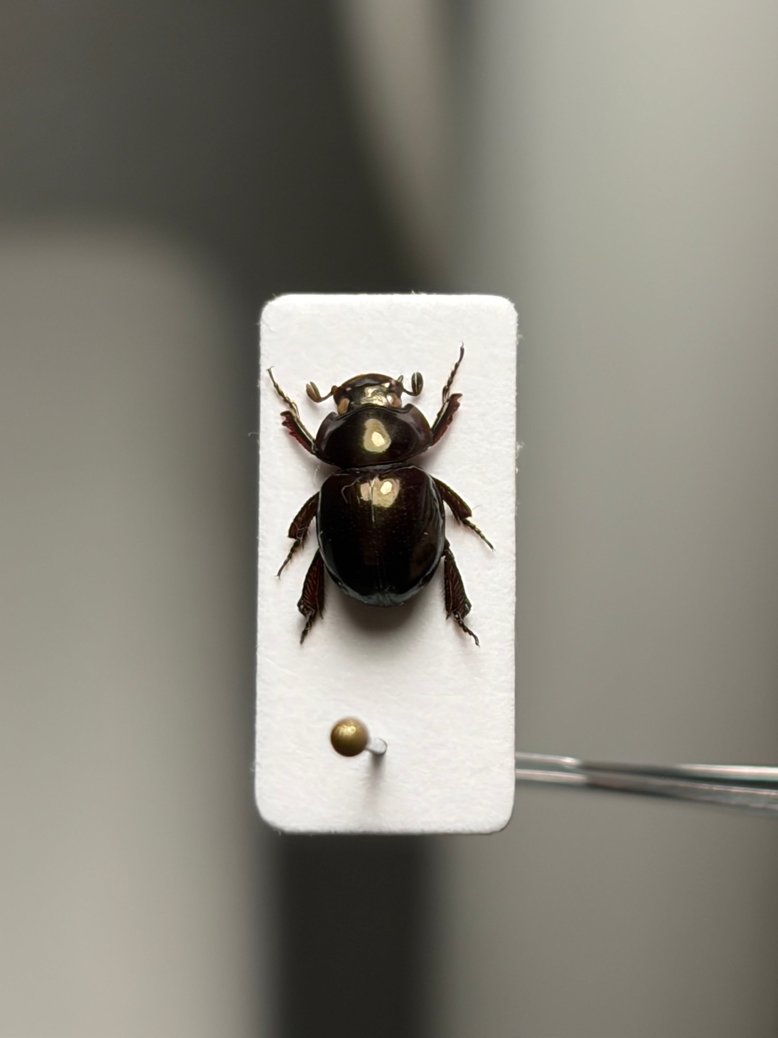 LAST】巨大なマンマルコガネ ブラックフォーム 標本 とんでもない甲虫