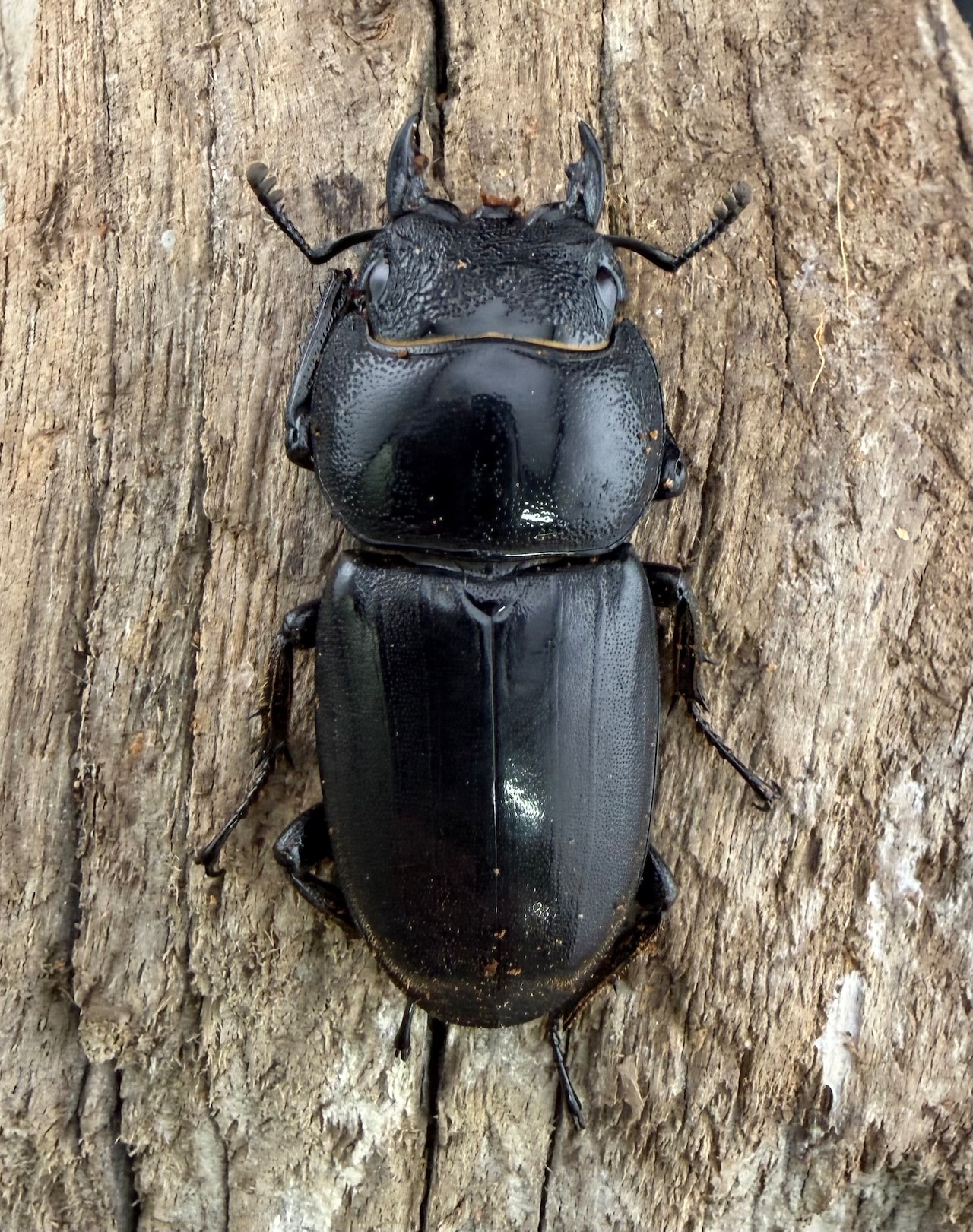 【WD】《南カマリネスヒラタクワガタ 95mm ペア》