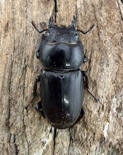 【WD】《南カマリネスヒラタクワガタ 95mm ペア》