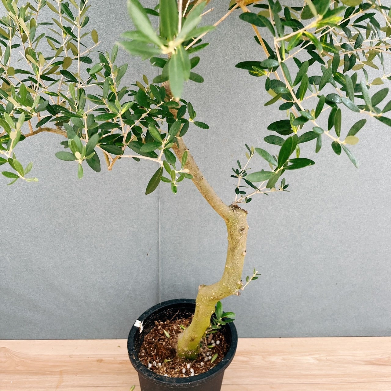 現品］13番 創樹 オリーブ ネバディロブランコ 8号 観葉植物 大型 屋外