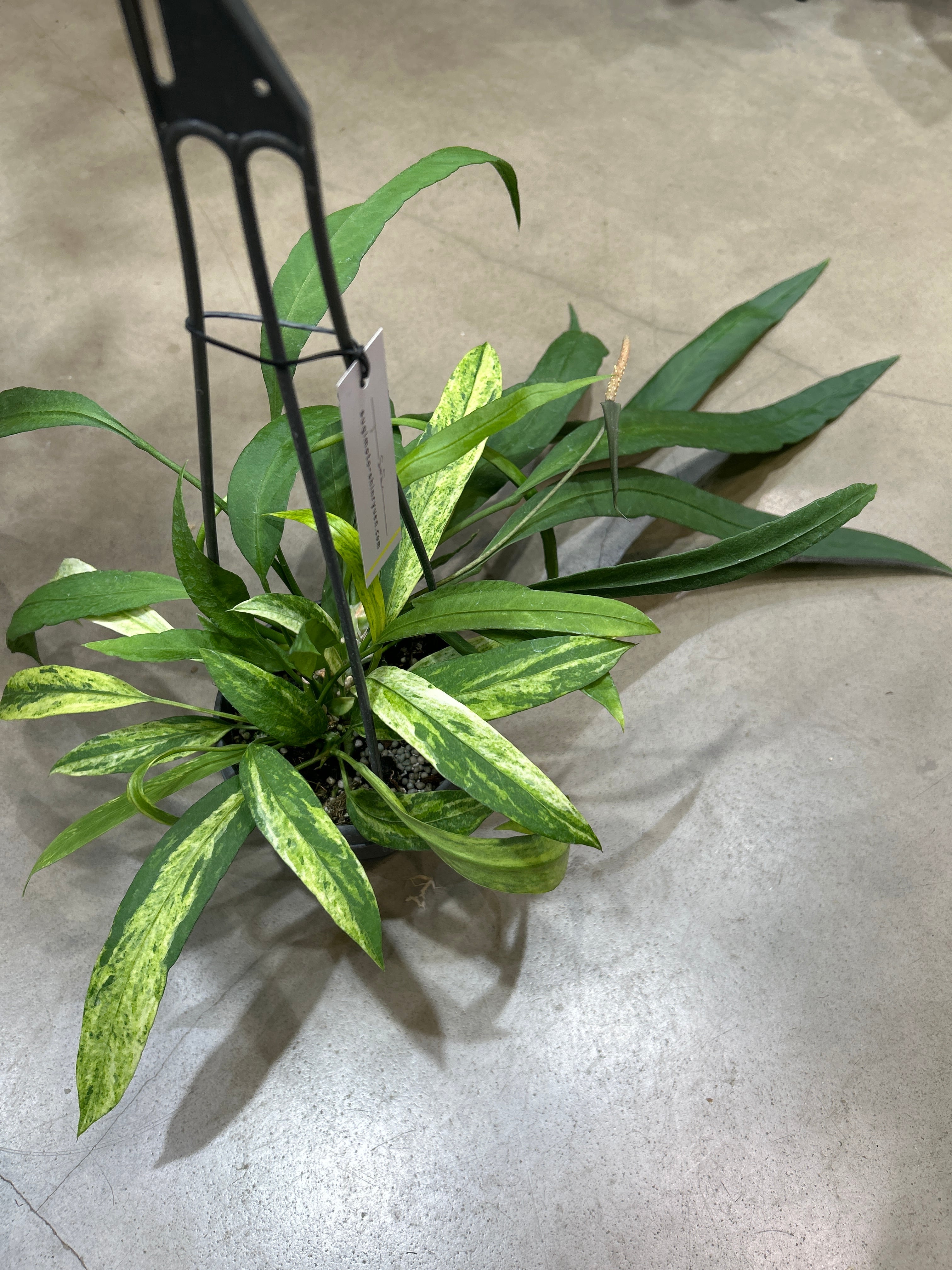 B アンスリウム ビッタリフォリウム 斑入り | MIDORIYA 観葉植物専門店