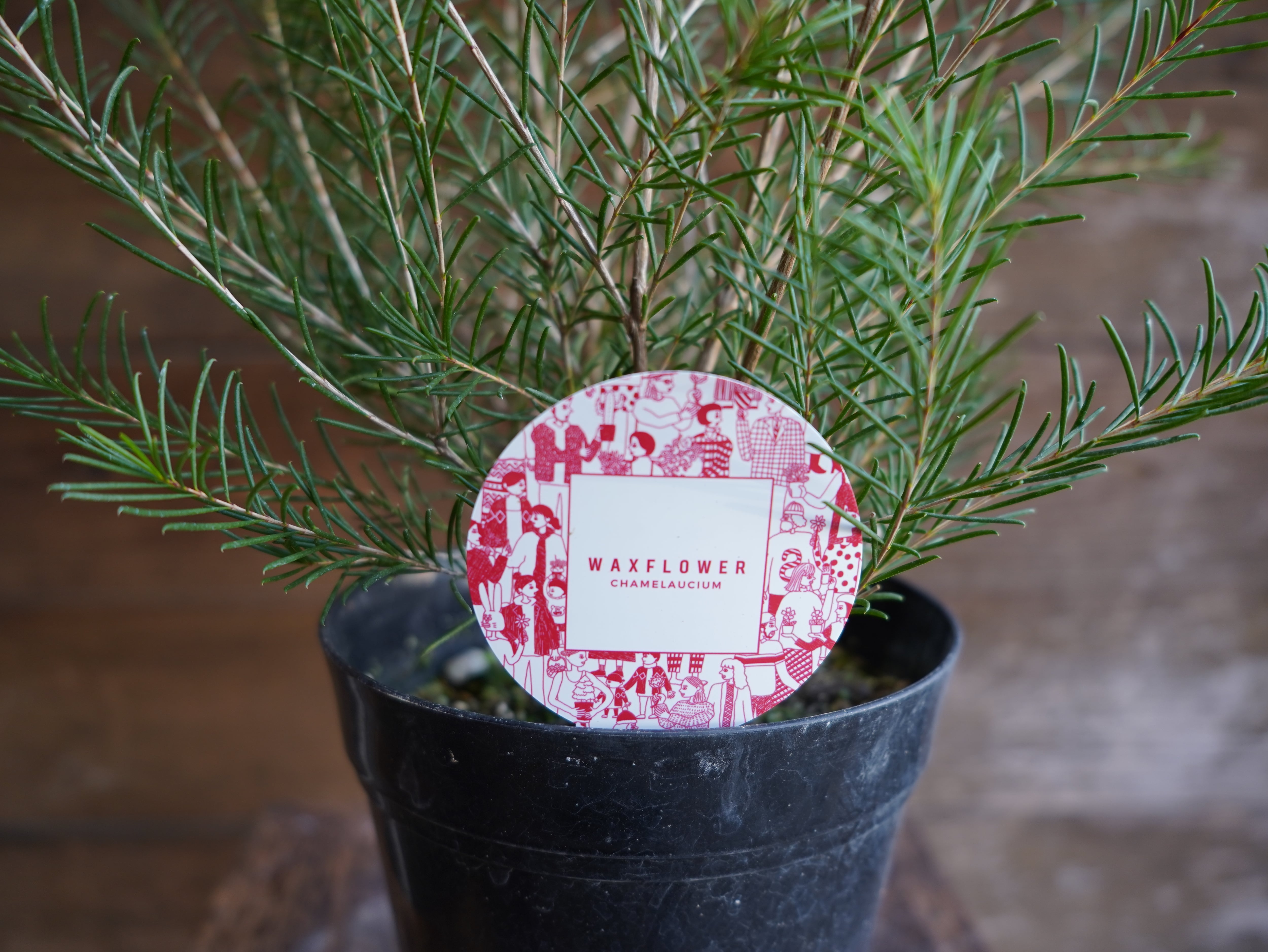 ワックスフラワー