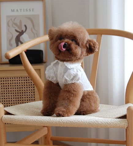 予約【eomuk】Frill Collar Puff Blouse