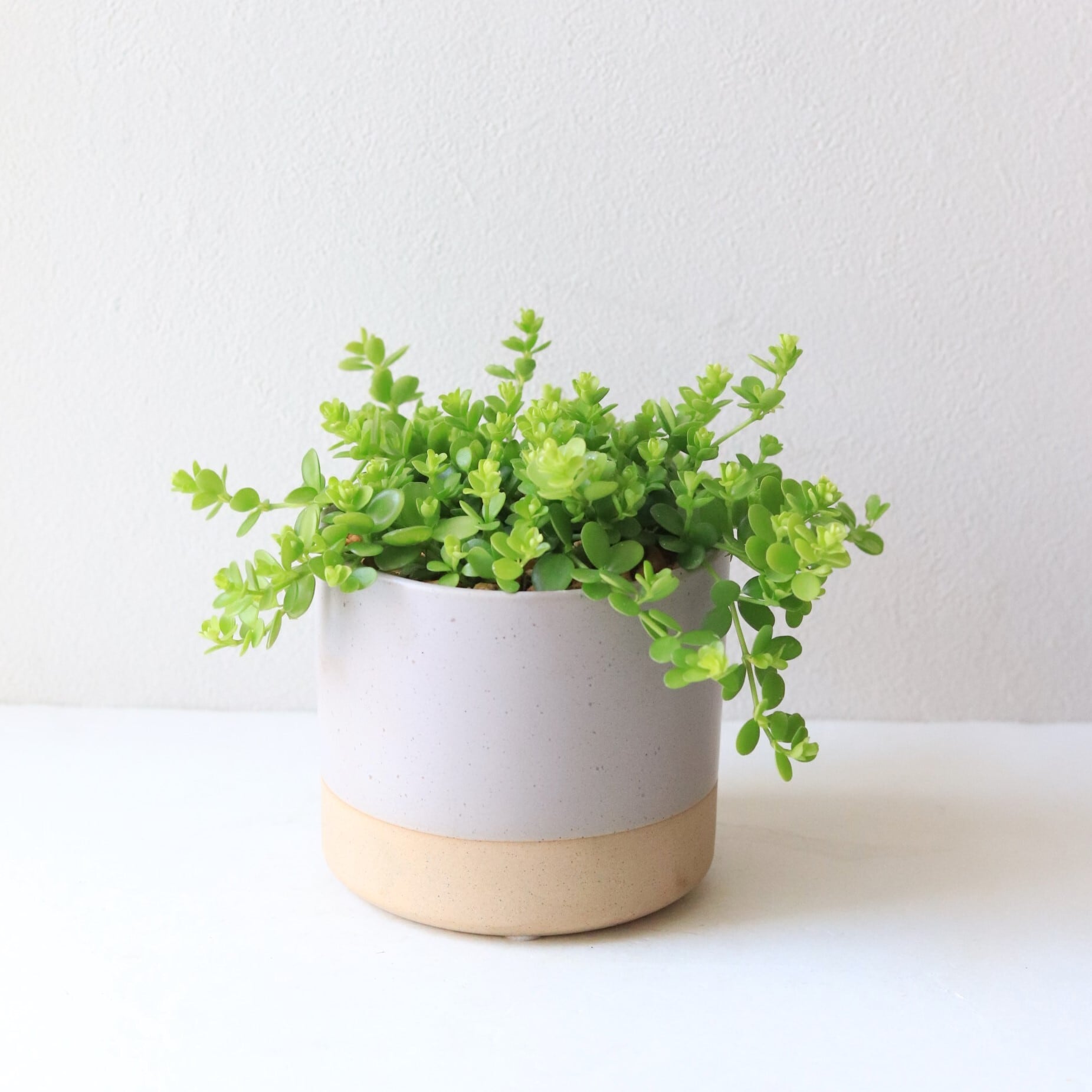 【グリーン】アロマペペ