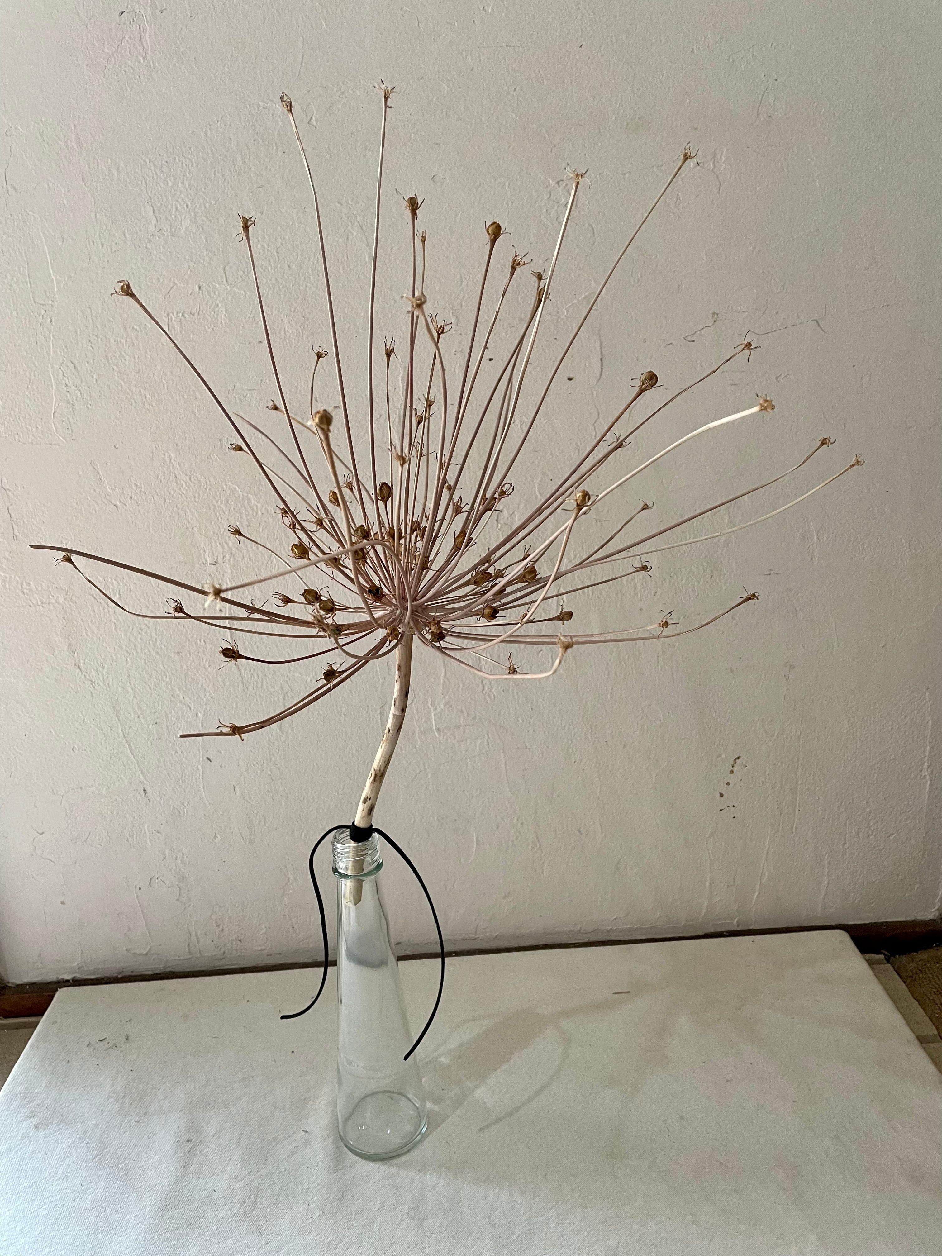 ドライフラワー アリウムシュベルティ | 花ギフトセレクトショップ｜SUFA