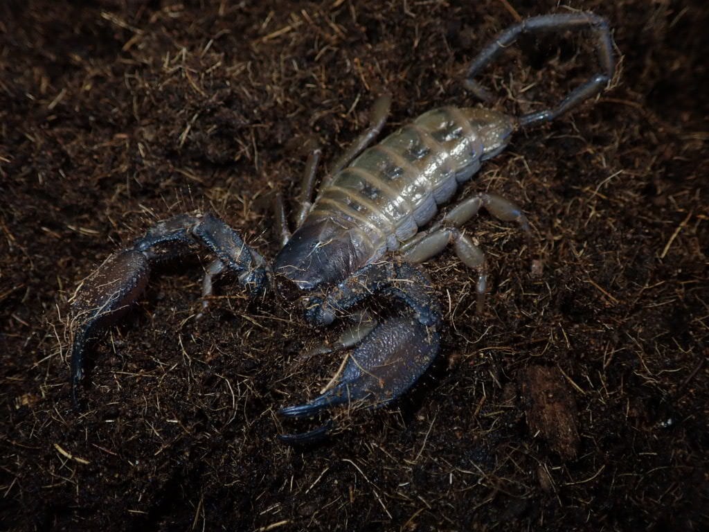 アサシンバグ 幼虫 5匹 スパイニーアサシンバグ 幼虫 ５匹 | まるころ商店〜まるくて