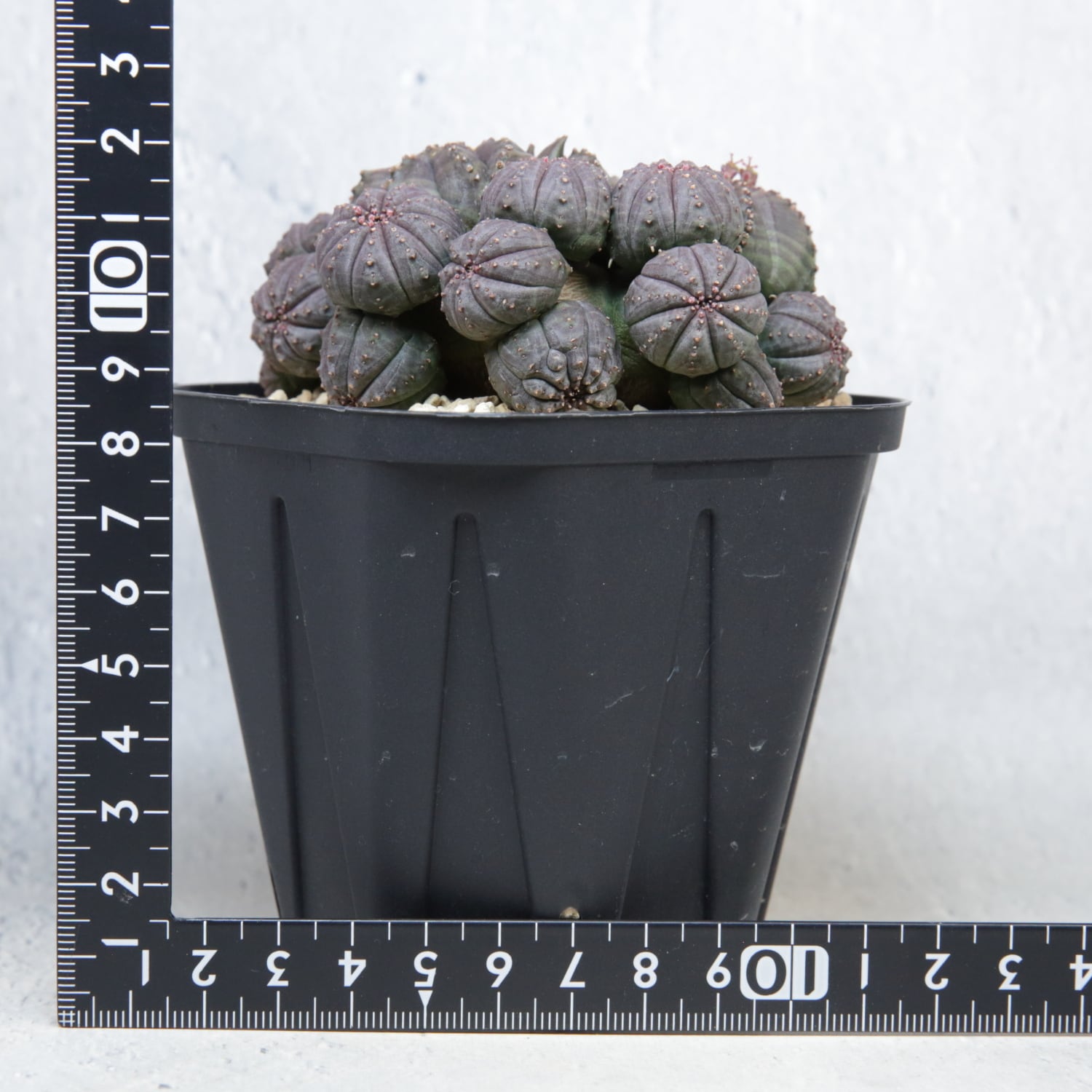 ユーフォルビア 群生 メス株 メス株【超厳選株】異型 超大株 最大幅約13.8cm 仔吹き 捻じれ