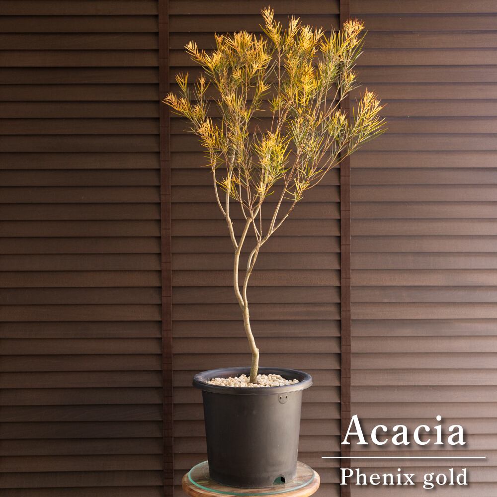 アカシア フェニックスゴールド 8号 Acacia Phenix gold オージープランツ フロリバンダ 庭木 植木 314BK