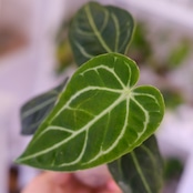 アンスリウム・レガレ / Anthurium Regale㉒│観葉植物