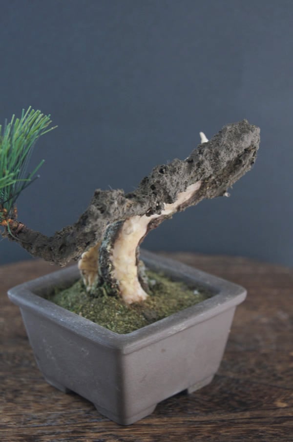 盆栽 松 Pinetree Bonsai #94 | Oh! BONSAI