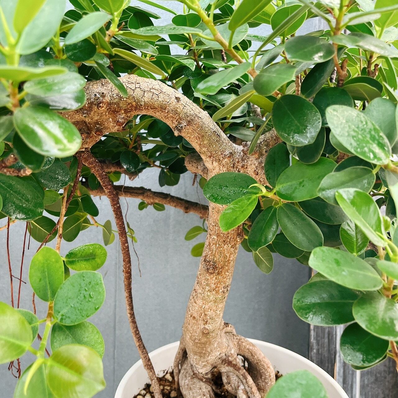 現品］【希少】41番 パンダガジュマル 盆栽仕立て 8号 観葉植物 室内