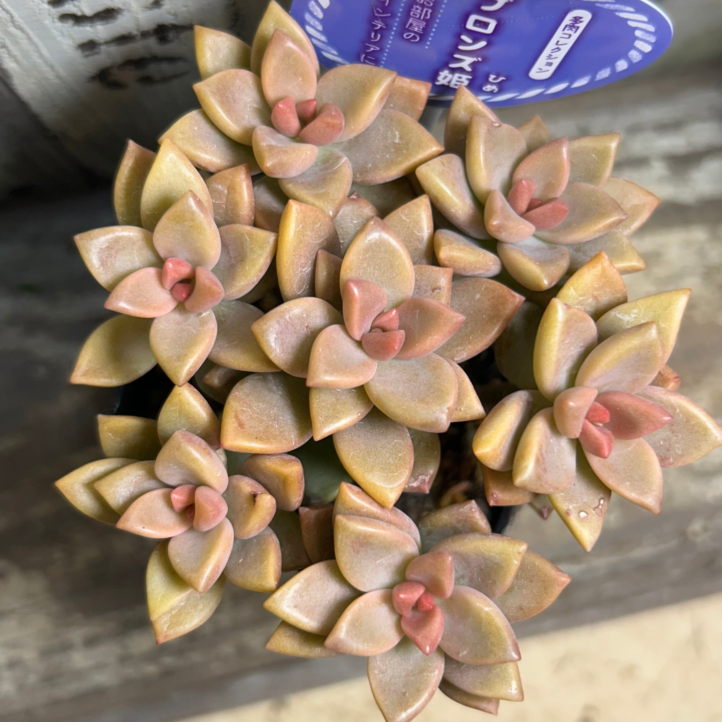 ブロンズ姫 | RuPo 多肉植物専門店