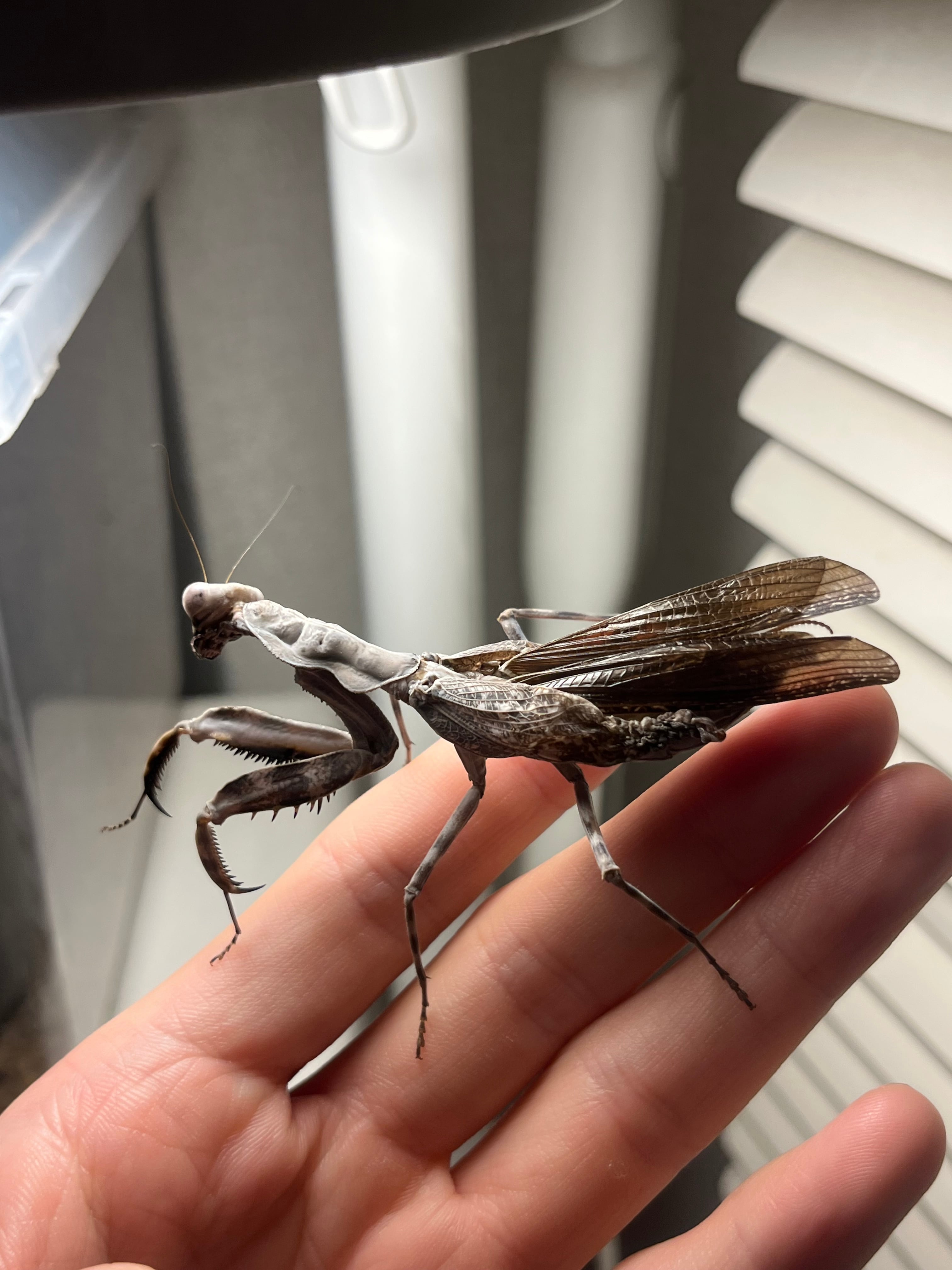 ダブルシールドマンティス　標本 ♀成体】ダブルシールドマンティスB品 体長7cm程 Pnigomantis