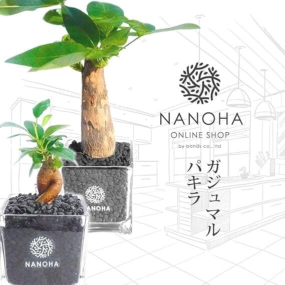 お得な2点セット】 ガジュマル パキラ 黒砂利ブロック お得な2点セット】 ガジュマル パキラ 黒砂利ブロック