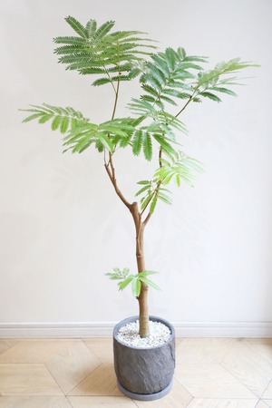 【L】エバーフレッシュ /Pithecellobium confertum ever fresh