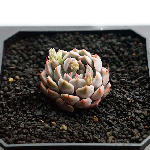 カット苗 テキセンシス ロゼア 小苗 Echeveria 'Texensis Rosea'