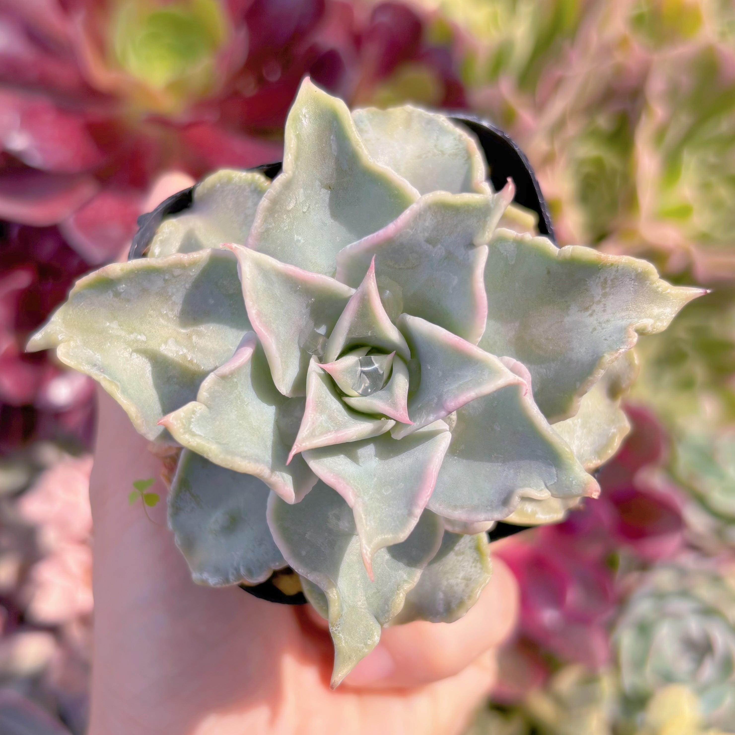 現品　コブマディバ#771　るる農園