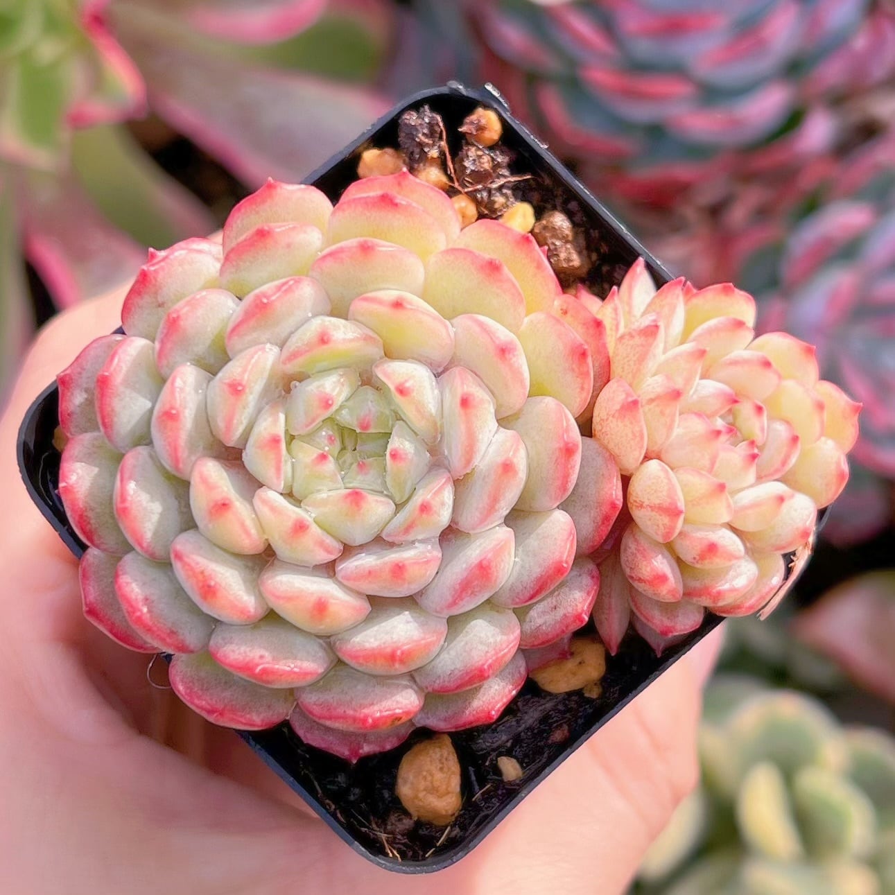 現品　vincent catto#821   るる農園