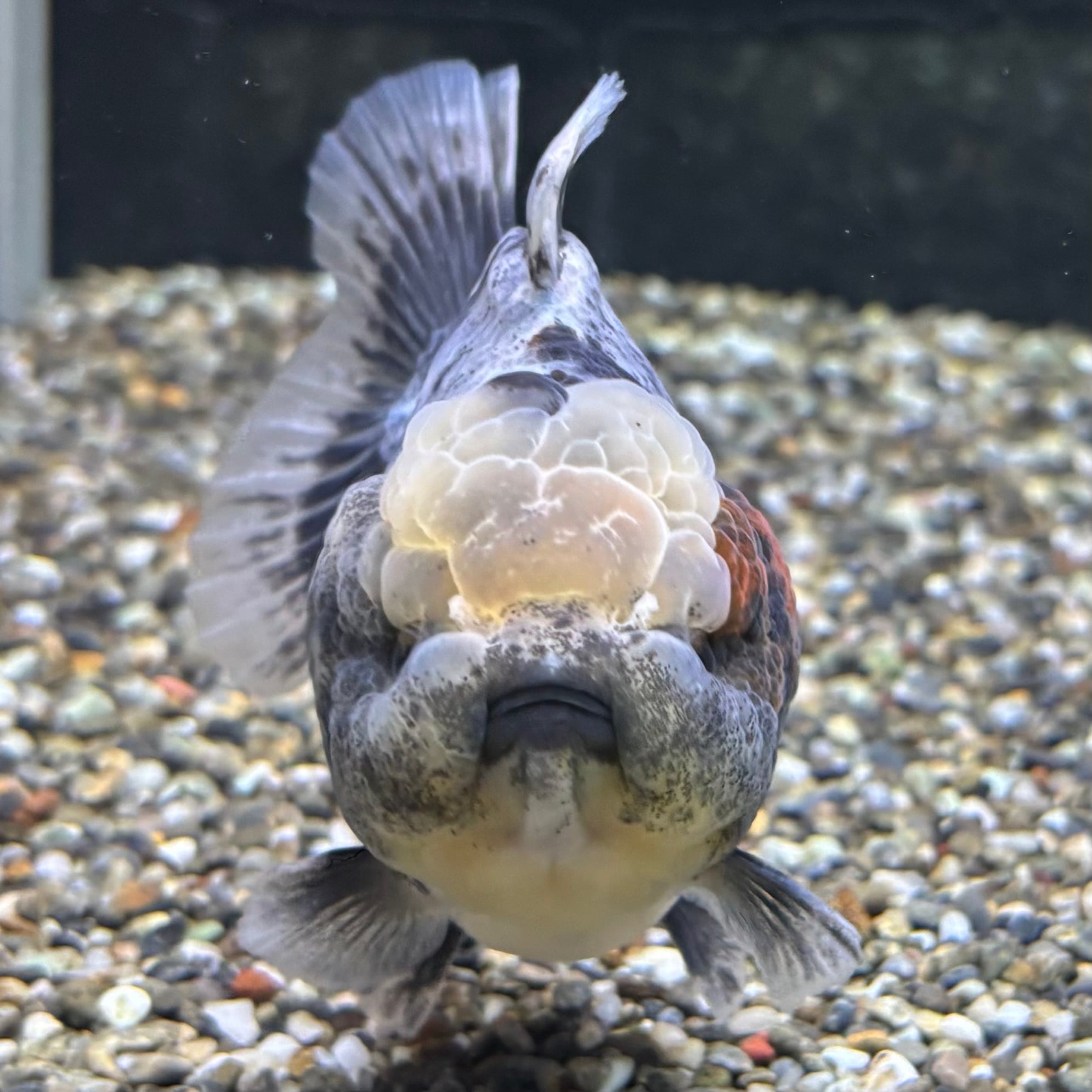 コリアス（1オス・オランダ産） セレクト】オランダST 12cm | 金魚・熱帯魚専門店 AquaPro.H