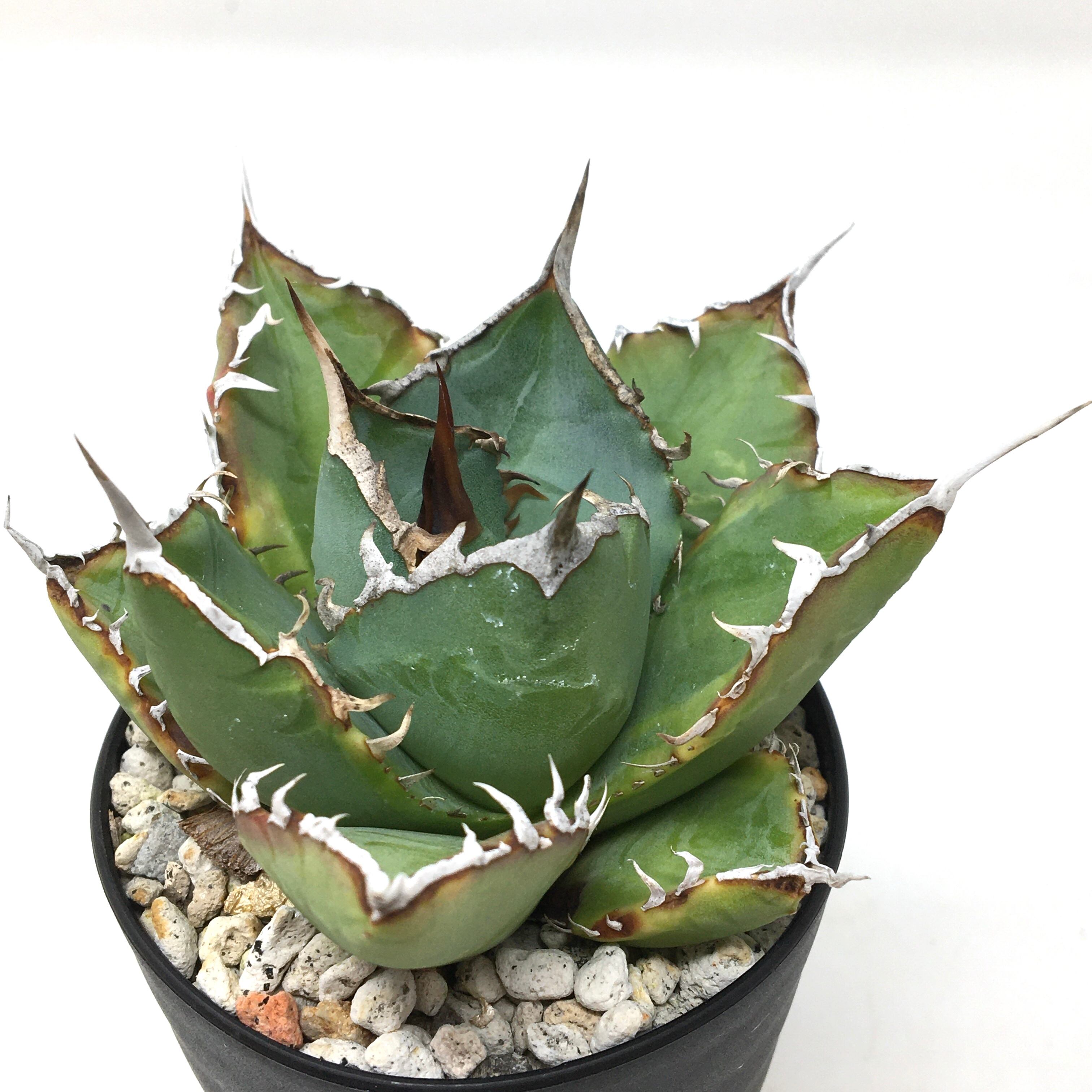 アガベ チタノタ 金鷹 Agave Titanota 