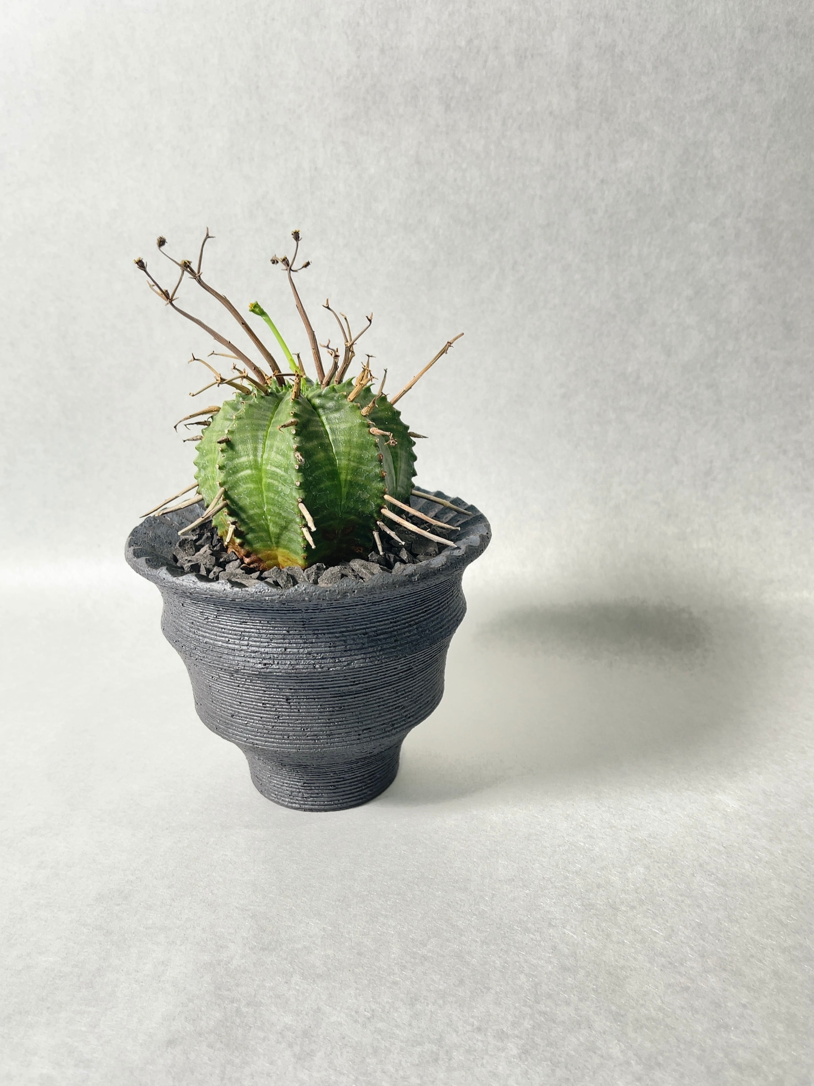 ユーフォルビア・スーパーバリダ | trigger