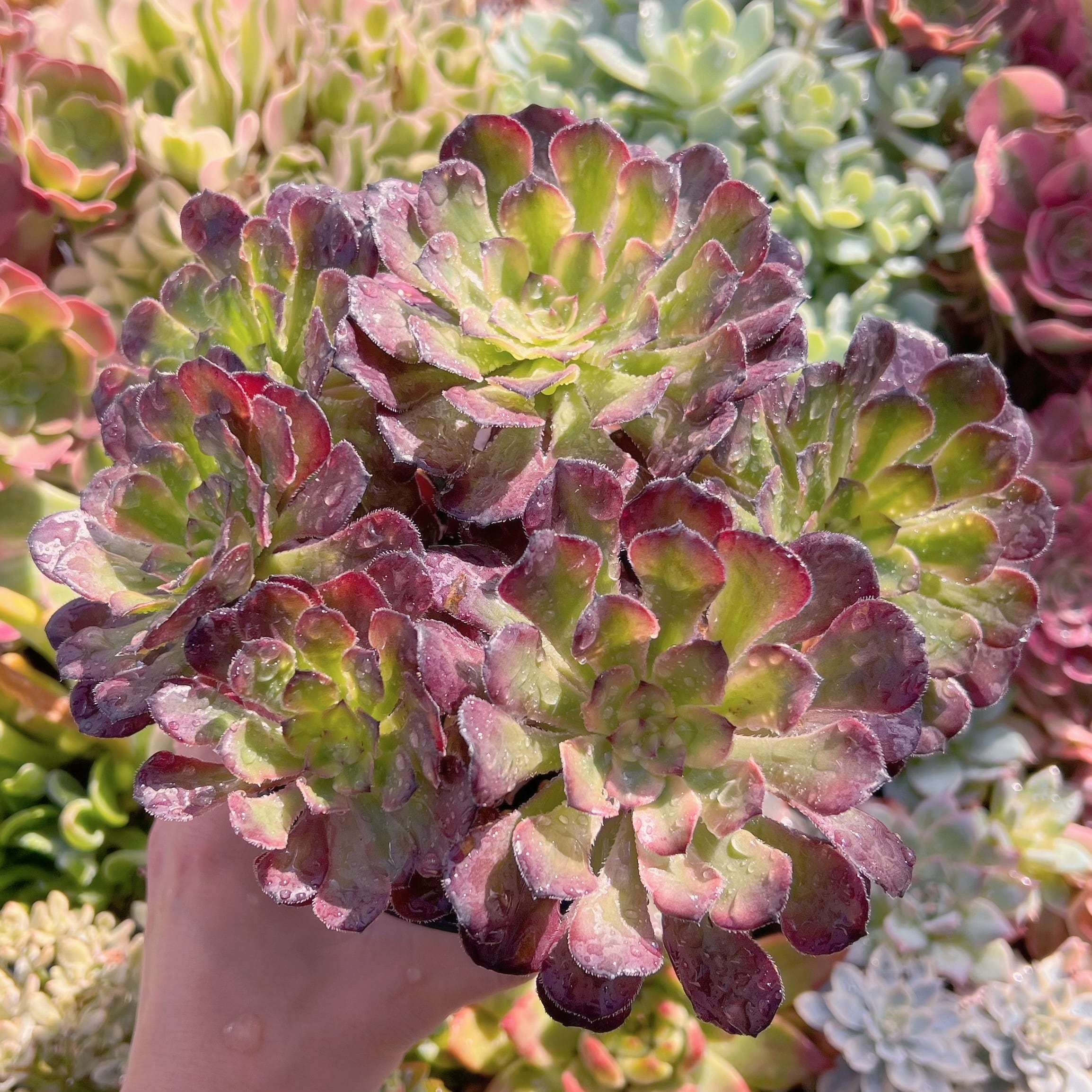 現物　マリド錦#692　特大群生　新入荷