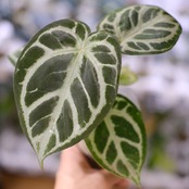 Red Crystallinum × Silver Blush / アンスリウム・レッド クリスタリナム × シルバーブッシュ④