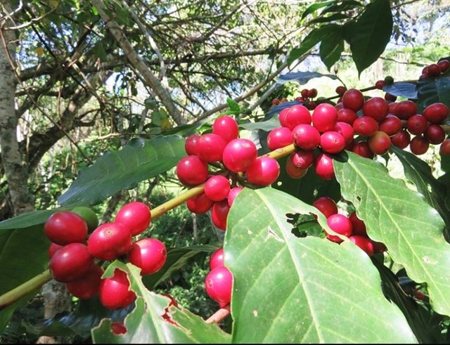 ミャンマー ガペ村 ホーンビルコーヒー ハニー 150g