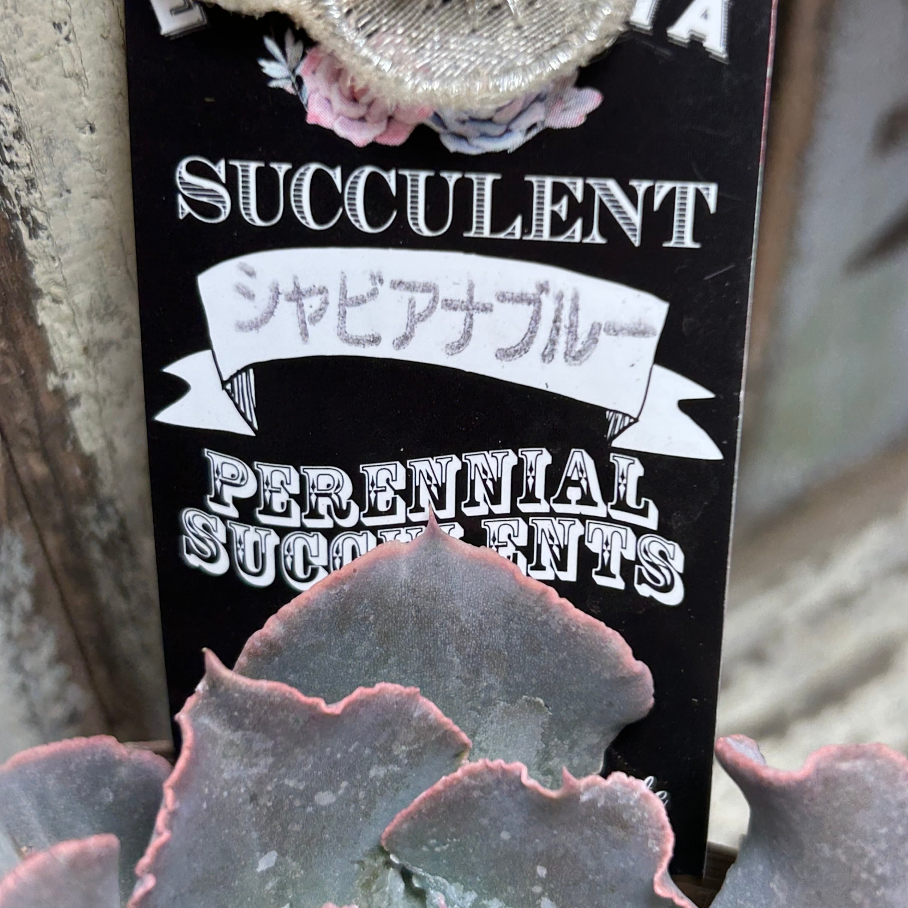 シャビアナブルー | RuPo 多肉植物専門店