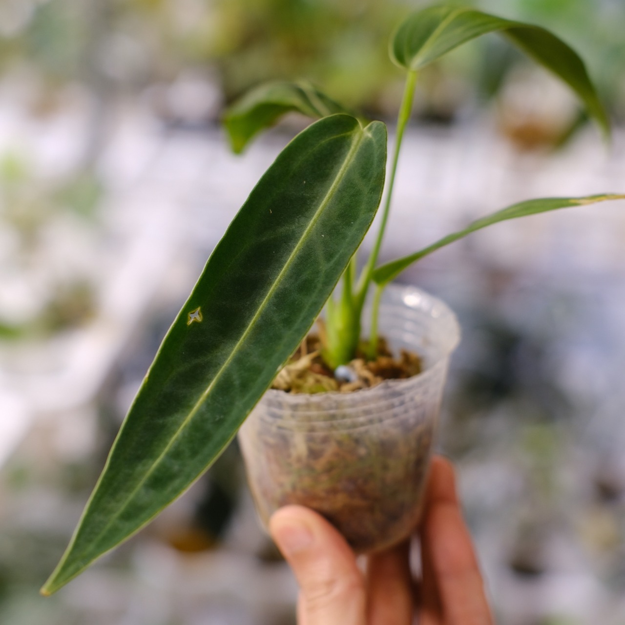 アンスリウム ワロクアーナム / Anthurium Warocqueanum⑳ / 観葉植物<育て方・花言葉>