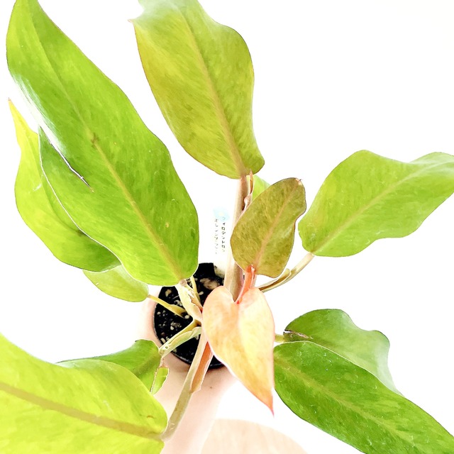 フィロデンドロン オレンジマーマレード 少し傷あり 観葉植物 calm cafe