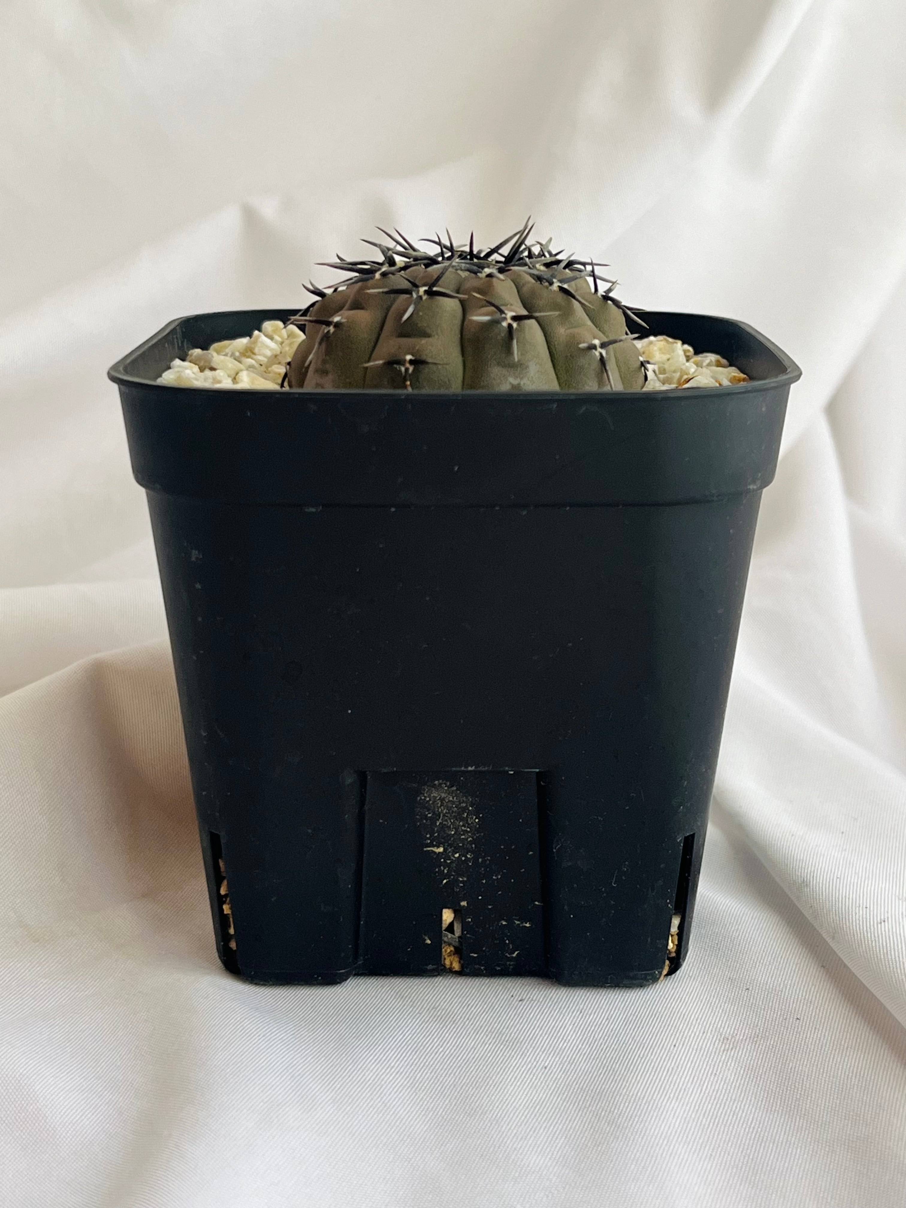 Gymnocalycium asterium ギムノカリキウム 黒刺鳳頭 サボテン | plants