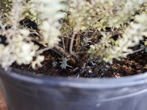 【現物】ウエストリンギア　”スモーキーホワイト”