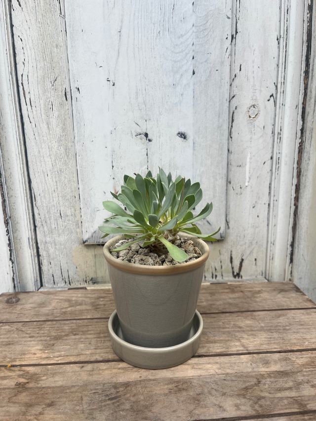 塊根植物　オトンナ　トリプリネルビア【鉢付き】