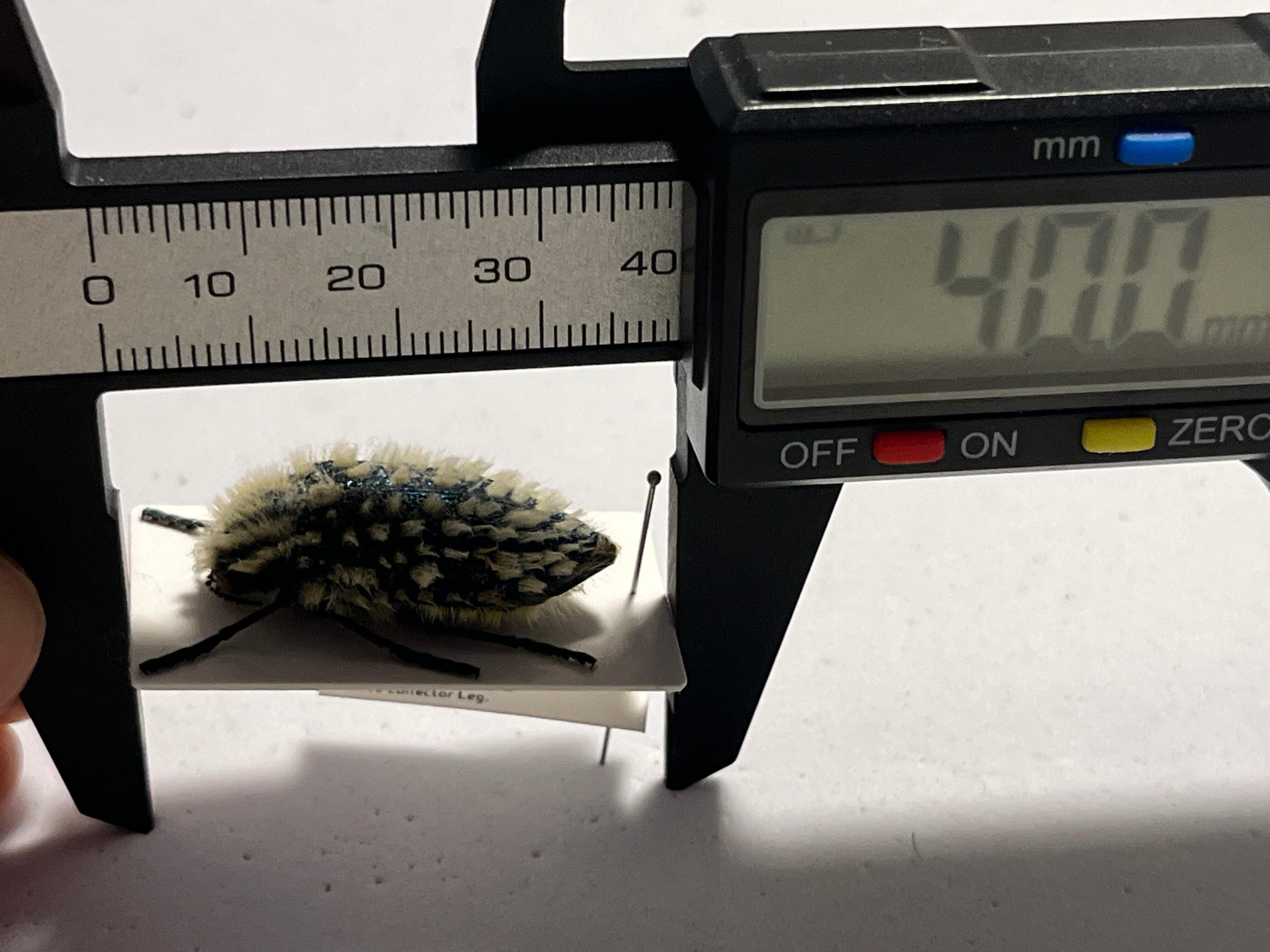 剛毛】ムラサキケブカフトタマムシ スハンダエ プラチナコガネ