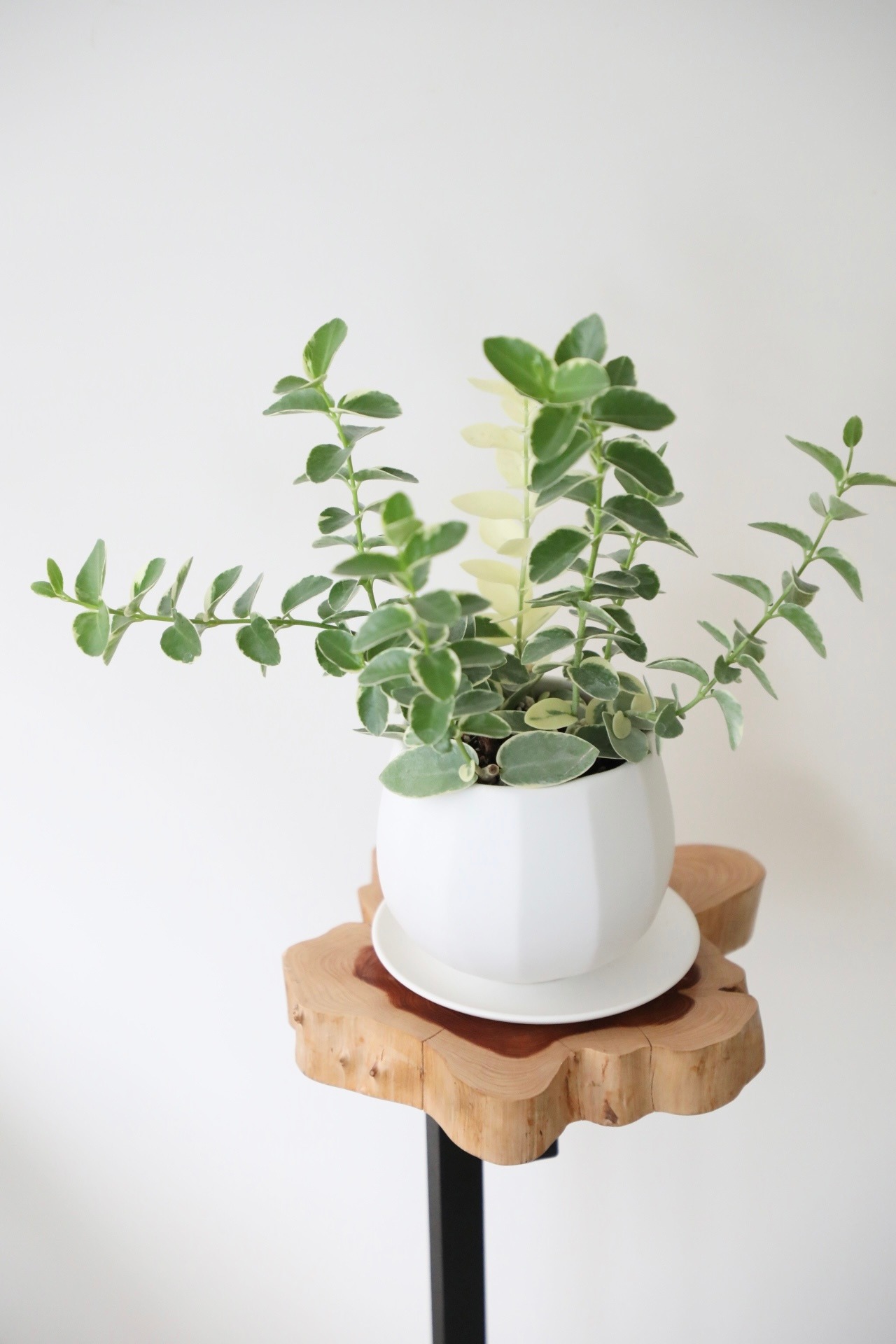 ホヤ クミンギアナ 斑入り/Hoya cumingiana　※陶器鉢付き