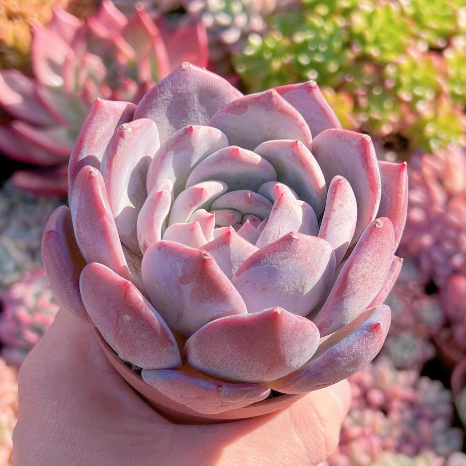 多肉植物 エケベリア白鳳xオレンジモンロー 12cm特大苗 新入荷 るる