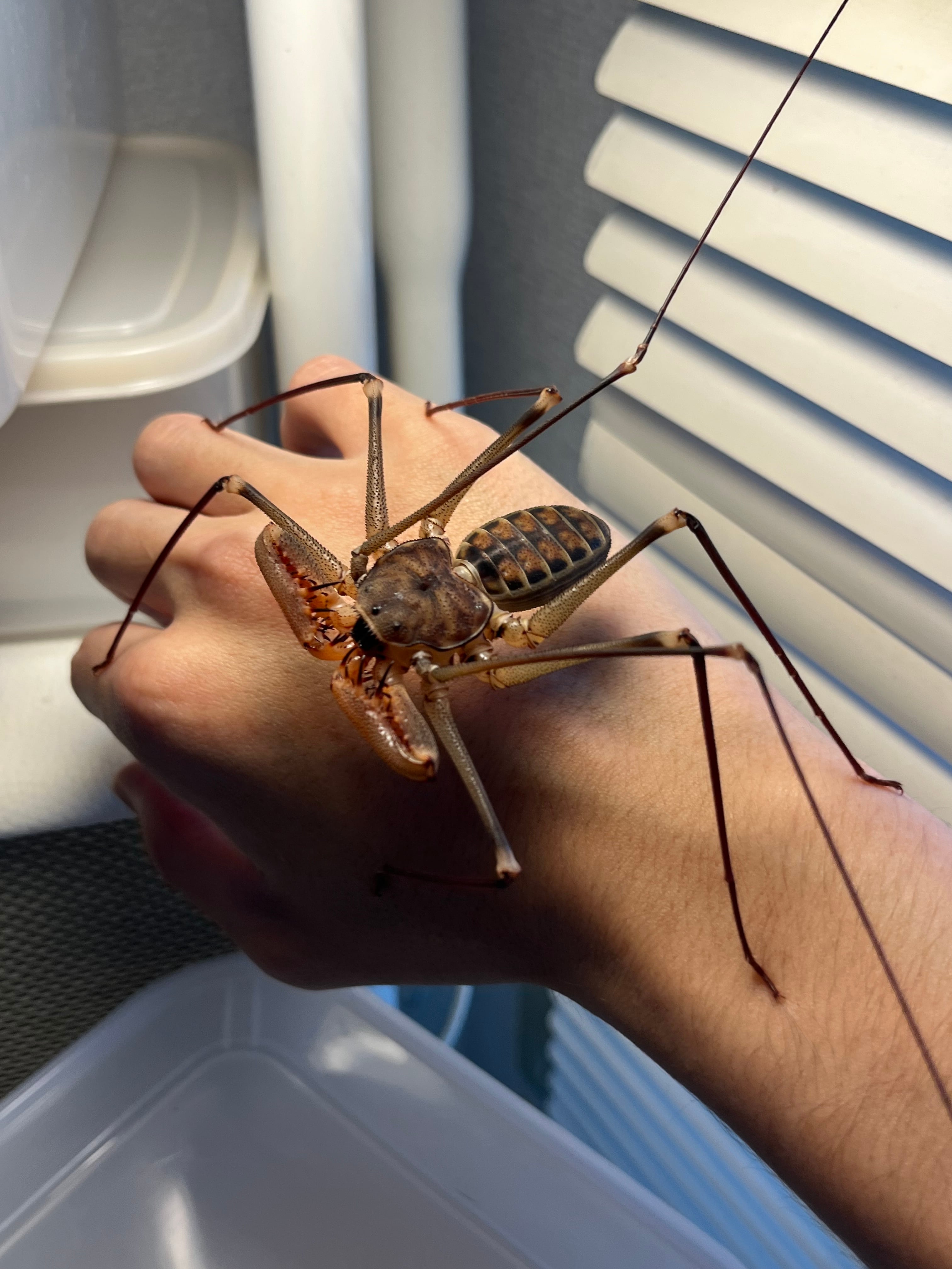 腕虫最大種】ダイオウウデムシ 体長4cm位タランチュラムカデ