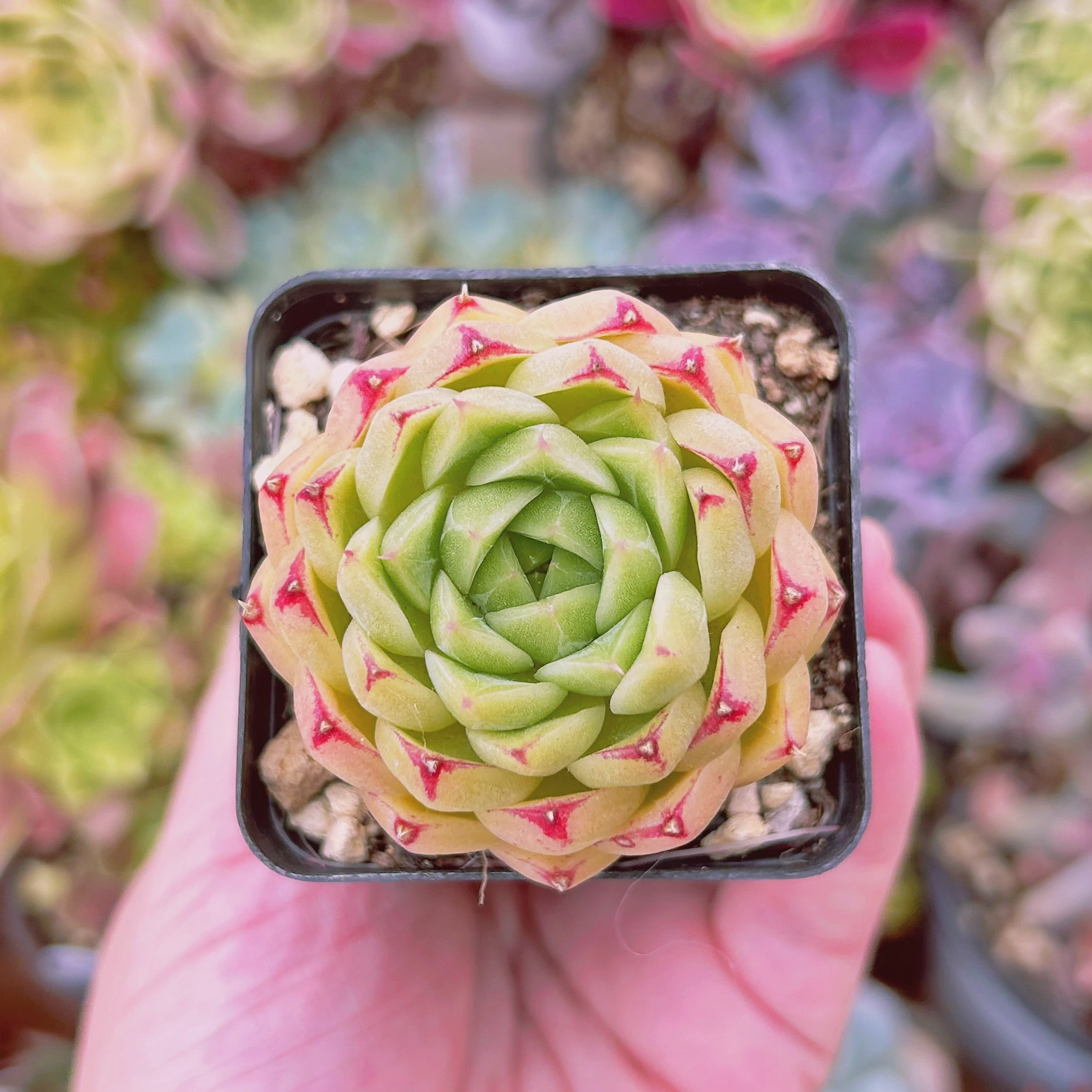 #2017現物　多肉植物　新品種　桃花