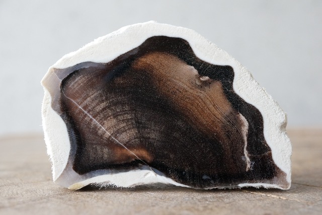 ハンガリー産珪化木 Betula sp.