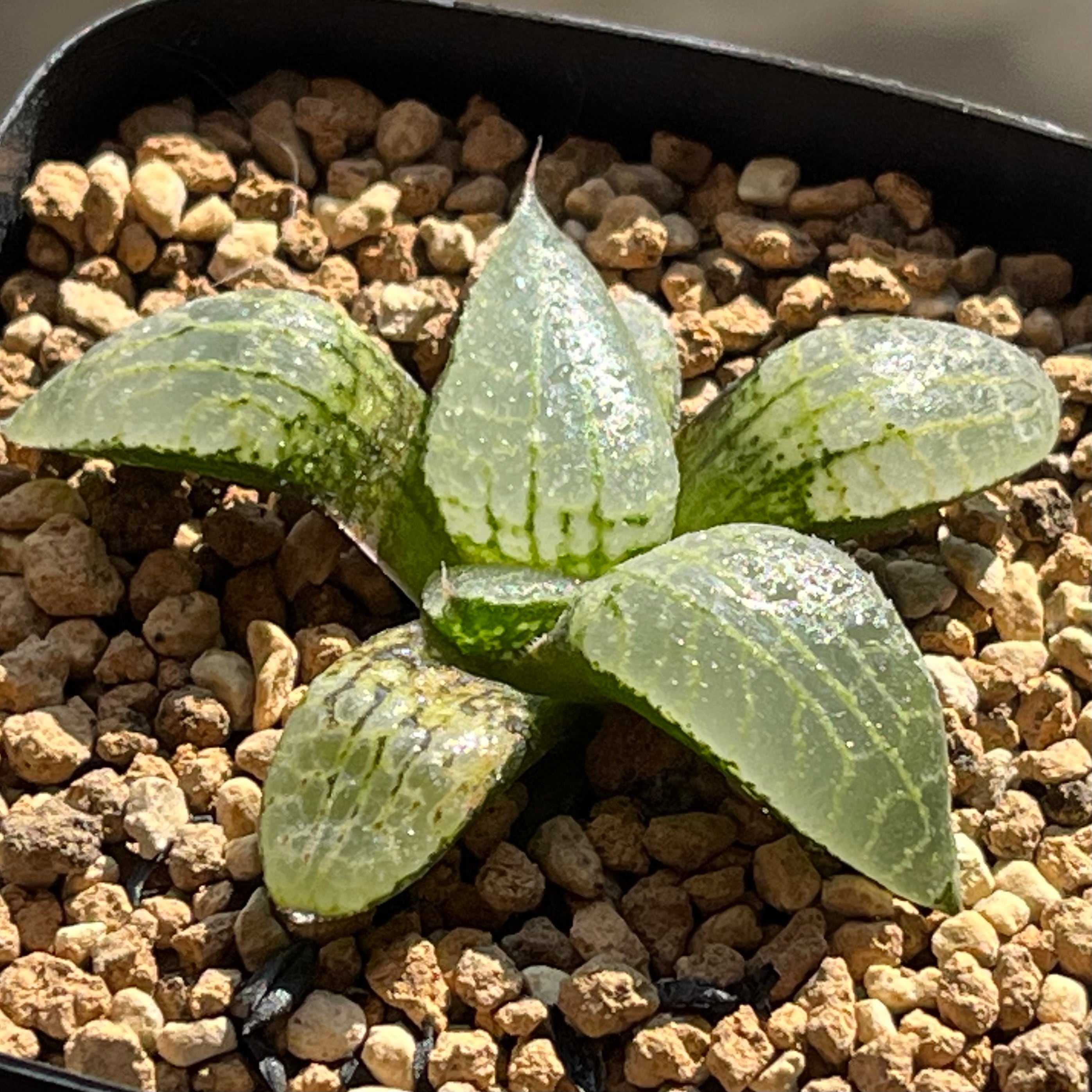 ハオルチア フェアリー | mocono_plants