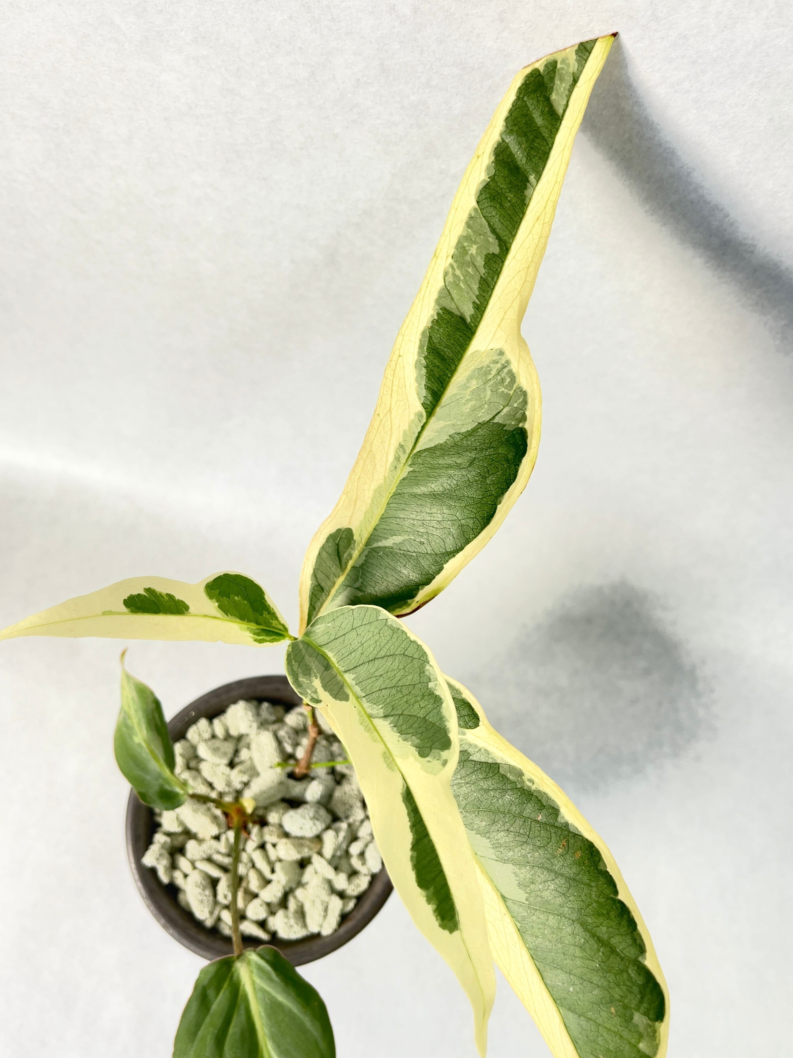 花宇宙×trigger】植栽H | trigger