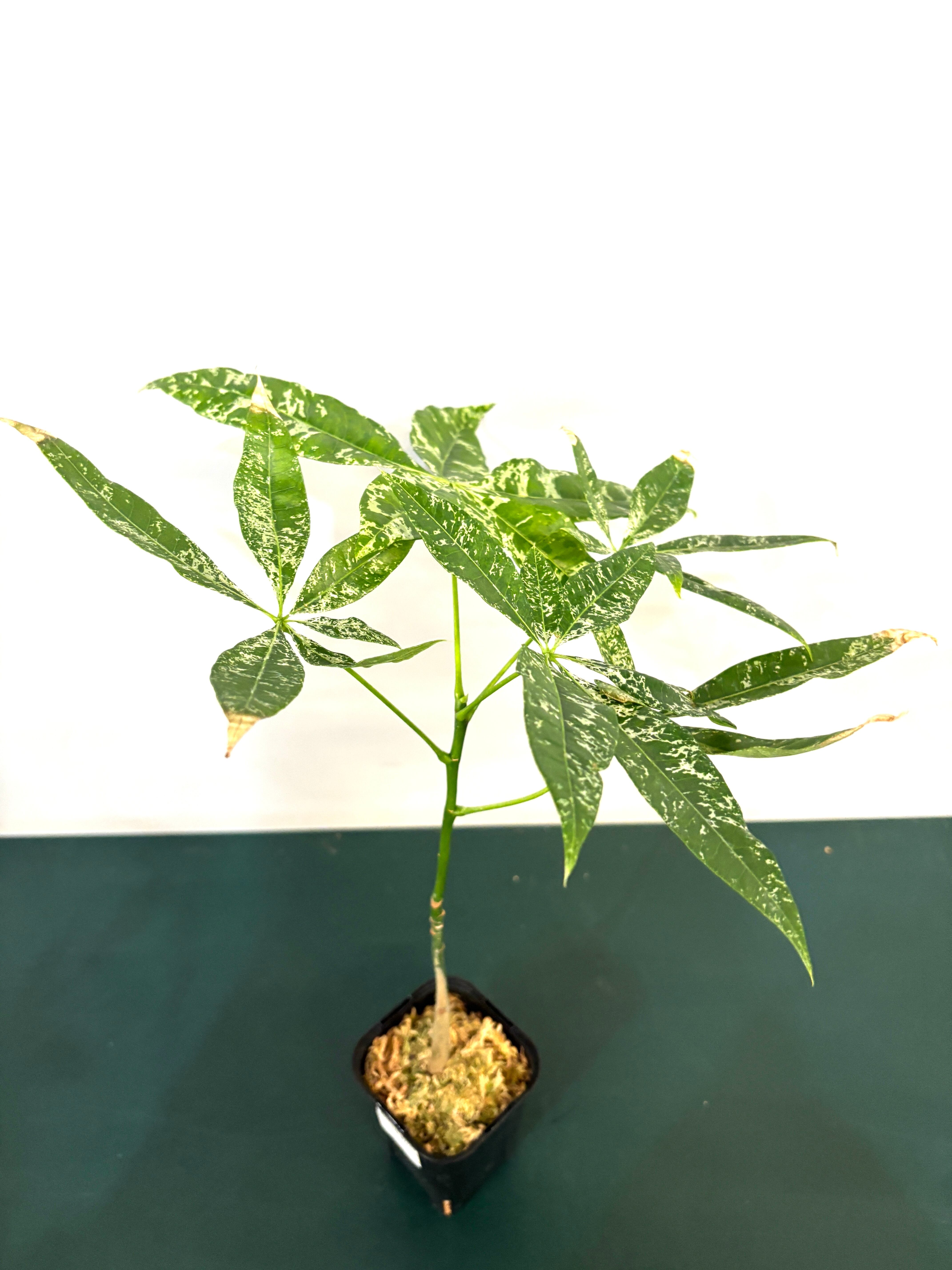 パキラ ミルキーウェイ 実生【70】 | PROTOLEAF プロトリーフ パキラ ミルキーウェイ 実生【70】 | PROTOLEAF プロトリーフ