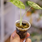 【斑入り】Alocasia dragon scale / アロカシア ドラゴンスケール⑧